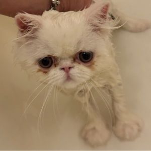 Meet your Posher, Nada